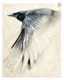 Soko Sivi's picture